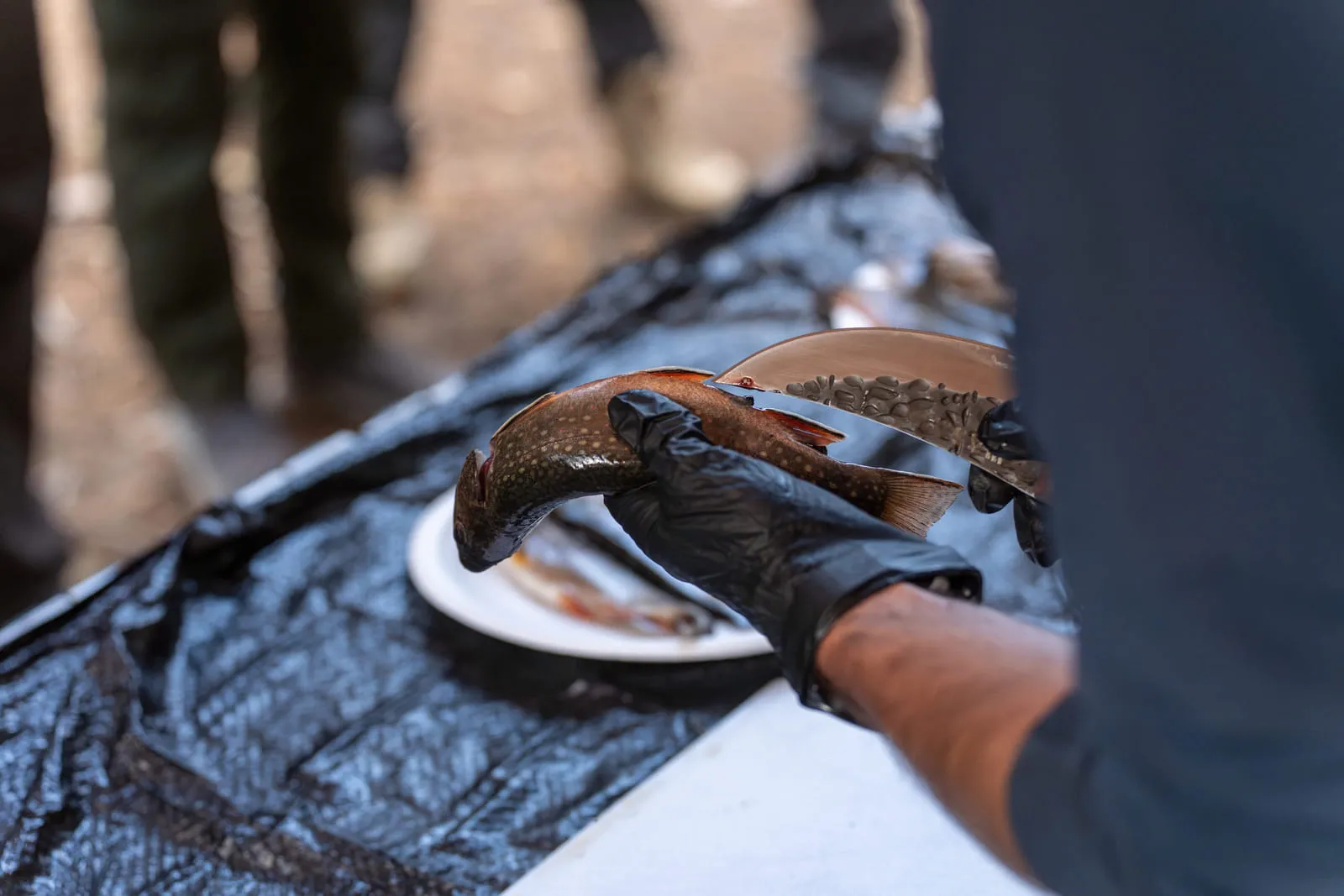 Gloved hands filleting a trout on a tarp in camp, a plate waiting alongside.